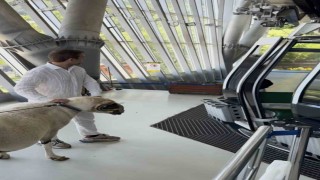 Bayramda keseceği koçla teleferik keyfi yaptı
