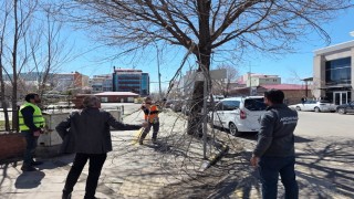 Belediye ekiplerinden ağaç budama çalışması