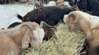 Besici çiftin mayıs karında zorlu mesaisi