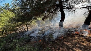 Bilecikte ormanlık alanda yangın çıktı