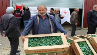 Bingölde 330 bin sebze fidesi üreticilere dağıtıldı