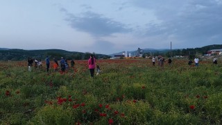 Bingölde doğal oluşan gelincik tarlası vatandaşların ilgi odağı oldu
