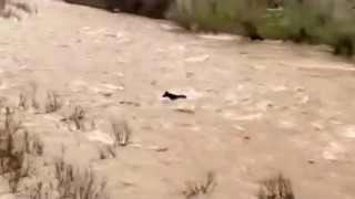 Bingölde sel sularına kapılan at ölümden döndü