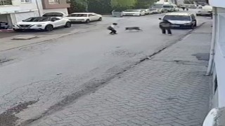 Bir anda koşup havlayan köpek küçük çocuğu korkuttu