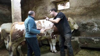 Bir ton 250 kilogramlık dev tosun 550 bin TLye satıldı