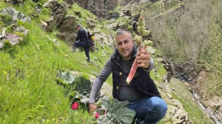 Bitlisliler yayla muzu için dağlara akın etti