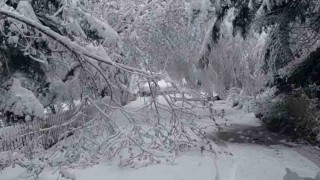 Boluda mayıs karı ağaç dallarını kırdı