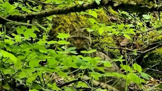 Boluda ormanlık alanda gezinen yaban kedisi görüntülendi