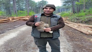 Boluda tomrukların arasına sıkışan yavru tavşanı ormancılar kurtardı