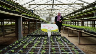 Boluda yerli fideler üreticiyle buluşacak