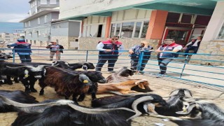 Bozdoğanda kurban satış yerleri denetlendi
