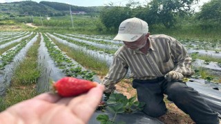 Bursada çilek hasadı başlıyor; üretici 100 lira fiyat bekliyor