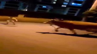Bursada dana paniği