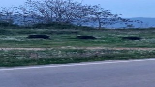 Bursada domuzlar şehir içinde görüntülendi