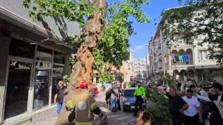 Bursada seyir halindeki araçların üzerine ağaç devrildi: 1 kişi yaralandı