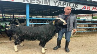 Bursadaki kurban pazarının şampiyon keçisi 47 bin liradan satıldı