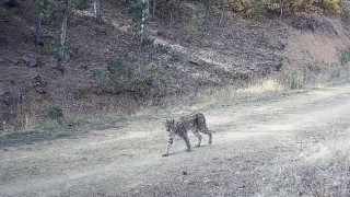 Çankırıda Ormanın hayaleti vaşak görüntülendi