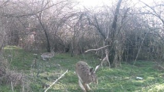 Çankırıda yaban hayatı kamerada