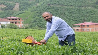 Çay üreticileri yaş çay alım fiyatındaki artış sonrası kuru çaya da zam bekliyor