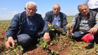 Ceviz büyüklüğündeki dolu yağışı tarım arazilerine zarar verdi