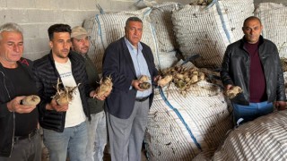 CHP’li Gürer: “Binlerce Ton Patates Hayvan Yemi Oldu”