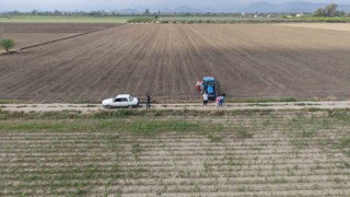 Çukurovada arazilerini dolu vuran üretici mısırı söküp ayçiçeğine yöneldi