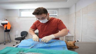 Denizlide sokak hayvanlarını kısırlaştırma ve sahiplendirmede rekor artış