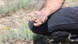 Dolaman kurdu günde 60 bin liralık mantar buluyor