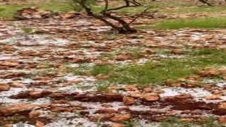 Dolu yağışı Antep fıstığı bahçelerine zarar verdi
