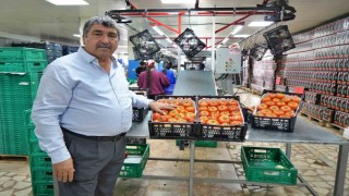 Domateste üretim planlaması fiyat dengesinin anahtarı