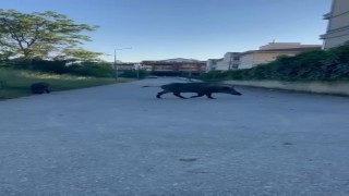 Domuzlar yerleşim yerine inerek yiyecek aradı
