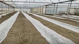 Don uyarısına karşı seracılardan tüllü önlem