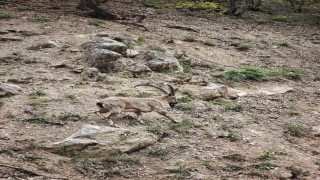 Dronu görünce kaçan dağ keçileri görüntülendi