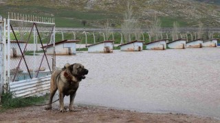 Dünyaca ünlü Anadolu aslanlarının yuvaları sular altında kaldı