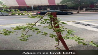 Dut ağacının taze dalını kırmakla yetinmeyip dönüp yemeye başladı