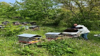 Düzcede yıllık 502 ton üretiliyor