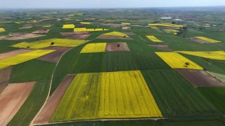 Edirnede kanola tarlaları sarıya büründü