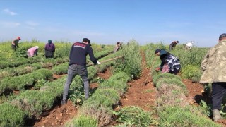 Edirnede verimsiz araziler lavanta tarlasına dönüştü