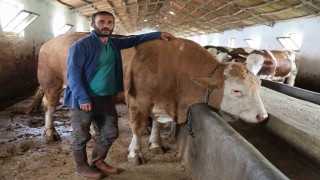 Elazığda 1 ton 200 kiloluk isimsiz tosun, alıcısını bekliyor