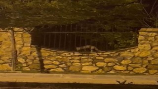 Elazığda aç kalan tilki tavuğu böyle götürdü