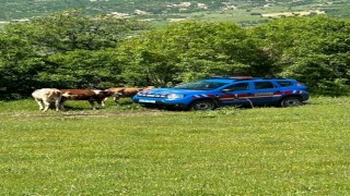 Elazığda kaybolan inekler dron ile bulundu