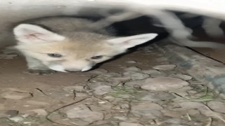 Elazığda tilki yavruları yuvalarında görüntülendi