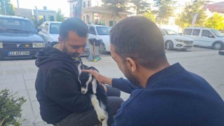 Elazığda Zeytin isimli oğlak, mahallenin maskotu haline geldi