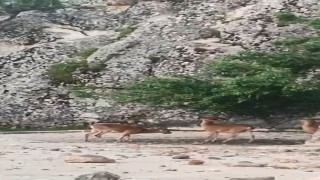 Elazığın tarihi mahallesinde dağ keçileri görüntülendi
