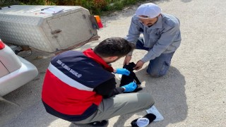 Emette sahipli kedi ve köpeklere mikroçip uygulaması, kimliklendirme ve pasaport tahsisi işlemleri