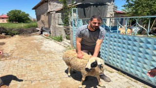 Erzincanda kaçan kurbanlık koyun 1 saat sonra yakalandı