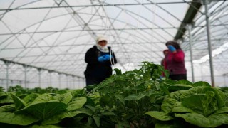 Erzincanda sera marulunda hasat başladı