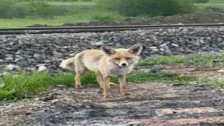 Erzincanda tilkiyi cipsle besledi