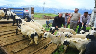 Erzincanda tulum peyniri için zorlu yayla yolculuğu başladı