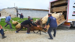 Erzincanda yayla yolculuğu başladı, üreticiler hayvanları kamyonlara yüklemekte zorlandı